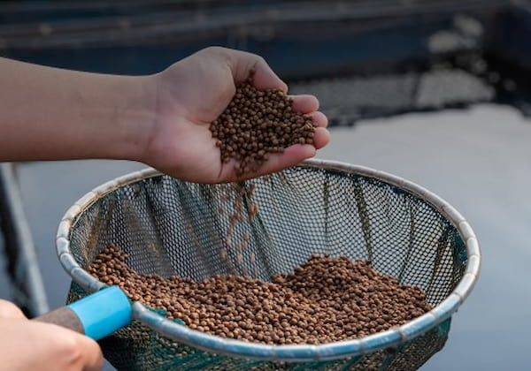 تصویر 1 از خرید و قیمت غذای ماهی سفید پرورشی + فروش عمده